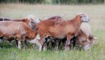 Баранина Премиум класс Катумская Воронеж