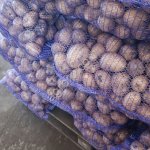 Картофель Гала