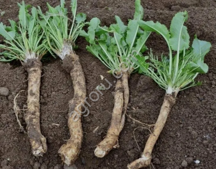 Хрен Толпуховский