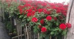 Саженцы роз производство Сербия