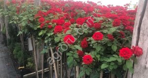 Саженцы роз производство Сербия