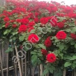 Саженцы роз производство Сербия