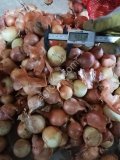 Лук репчатый мелкий