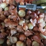 Лук репчатый мелкий