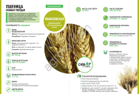 семена твёрдой озимой пшеницы Кошелёвская (элита)