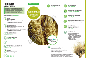 семена твёрдой озимой пшеницы Кошелёвская (элита)