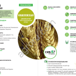 семена твёрдой озимой пшеницы Кошелёвская (элита)