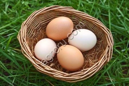 Яйцо куриное