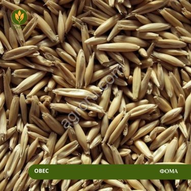 Овес Фома ( Рс1)