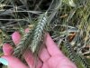 Семена озимой пшеницы твердой ОС/ЭС