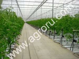 Современные голландские энергосберегающие теплицы