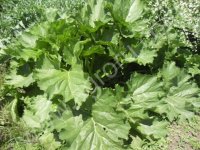 Лист хрена,  Катрана