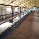 Поение для привязного содержания КРС на 100 голов