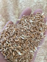 Зерно фуражное