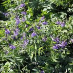 СЕМЕНА КОЗЛЯТНИКА ГАЛЕГА ВОСТОЧНАЯ