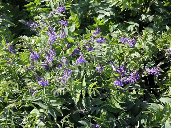 СЕМЕНА КОЗЛЯТНИКА ГАЛЕГА ВОСТОЧНАЯ