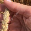 Семена яровой пшеницы твердой и мягкой