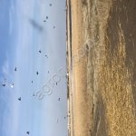 пшеницу любого класса