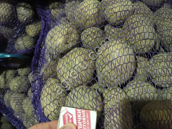 Картофель Гала