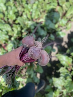 Свела столовая «водан»