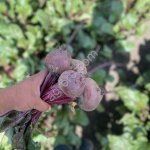 Свела столовая «водан»