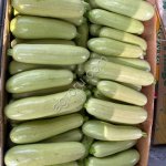 Кабачки оптом