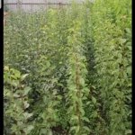 Саженцы плодовых деревьев.