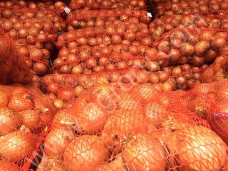 Лук репчатый урожай 2014