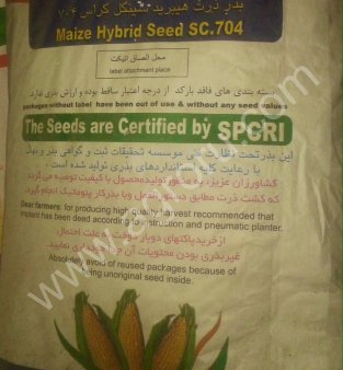 семена кукурузы