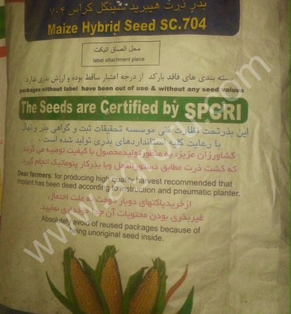 семена кукурузы