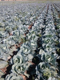 Капуста белокочанная