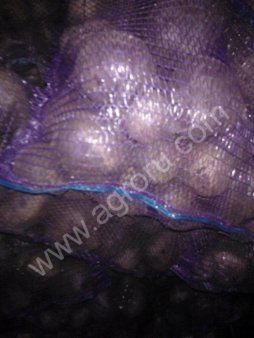 Свекла столовая