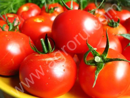 Помидоры