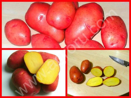 Картофель 2015 напрямую с Совхоза.80 000 тонн.