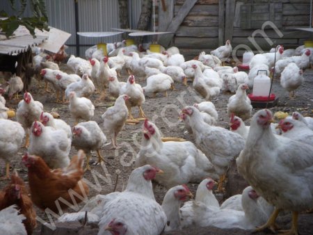 Мясо кур мясной породы из деревни