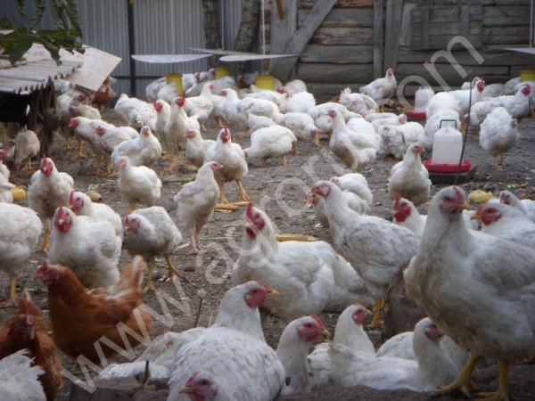 Мясо кур мясной породы из деревни