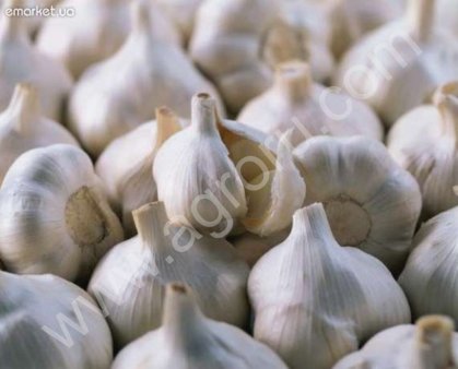 Часник озимий сорту Любаша