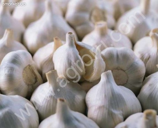 Часник озимий сорту Любаша