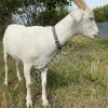 Козы дойные