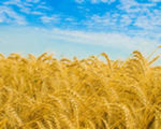 Урожай зерна на Украине может превысить 50 млн. тонн