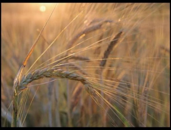 Зерно нечаянно нагрянет