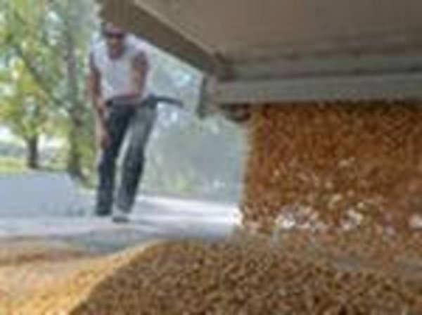 Валовой сбор зерна  в Беларуси