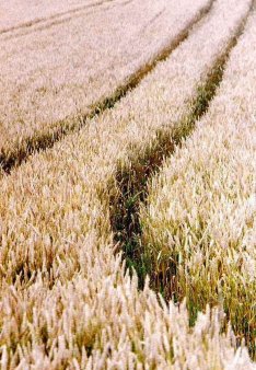 Турция проведет экспортный тендер по продаже пшеницы