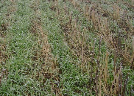 В Азербайджане ожидается сокращение урожая зерна в 2010 году - министр