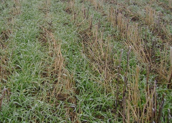 В Азербайджане ожидается сокращение урожая зерна в 2010 году - министр