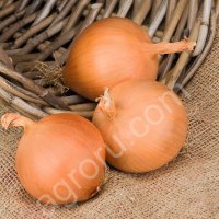 лук репчатый