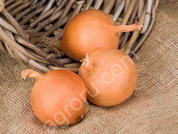 лук репчатый