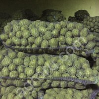 Картофель от кфх
