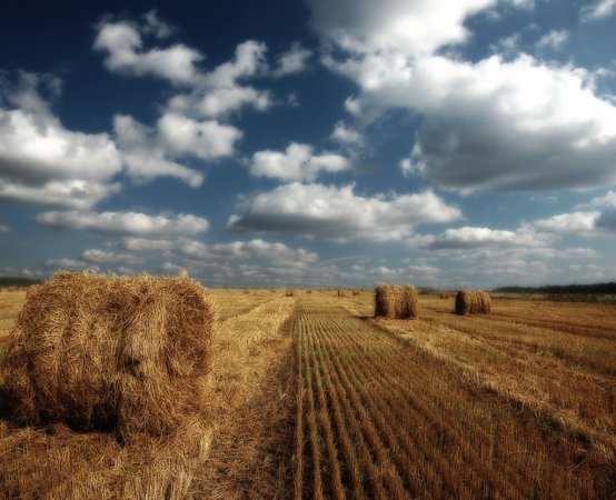 Правительство РФ выделило области зерно и топливо по льготным ценам