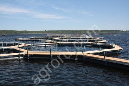 Садки для промышленного выращивания осетровых и пр пород